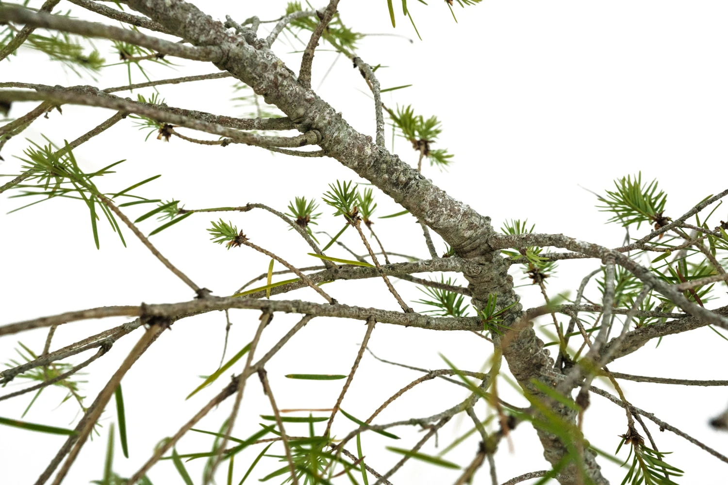 Bonsai Special | Douglas-Fir (C5) 6 Bonsai Special | Douglas-Fir (C5) - Image 6