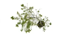 Bonsai Special | Douglas-Fir (C5) 14 Bonsai Special | Douglas-Fir (C5) -Evergreen Plants Shop C5DouglasFirBonsai 7