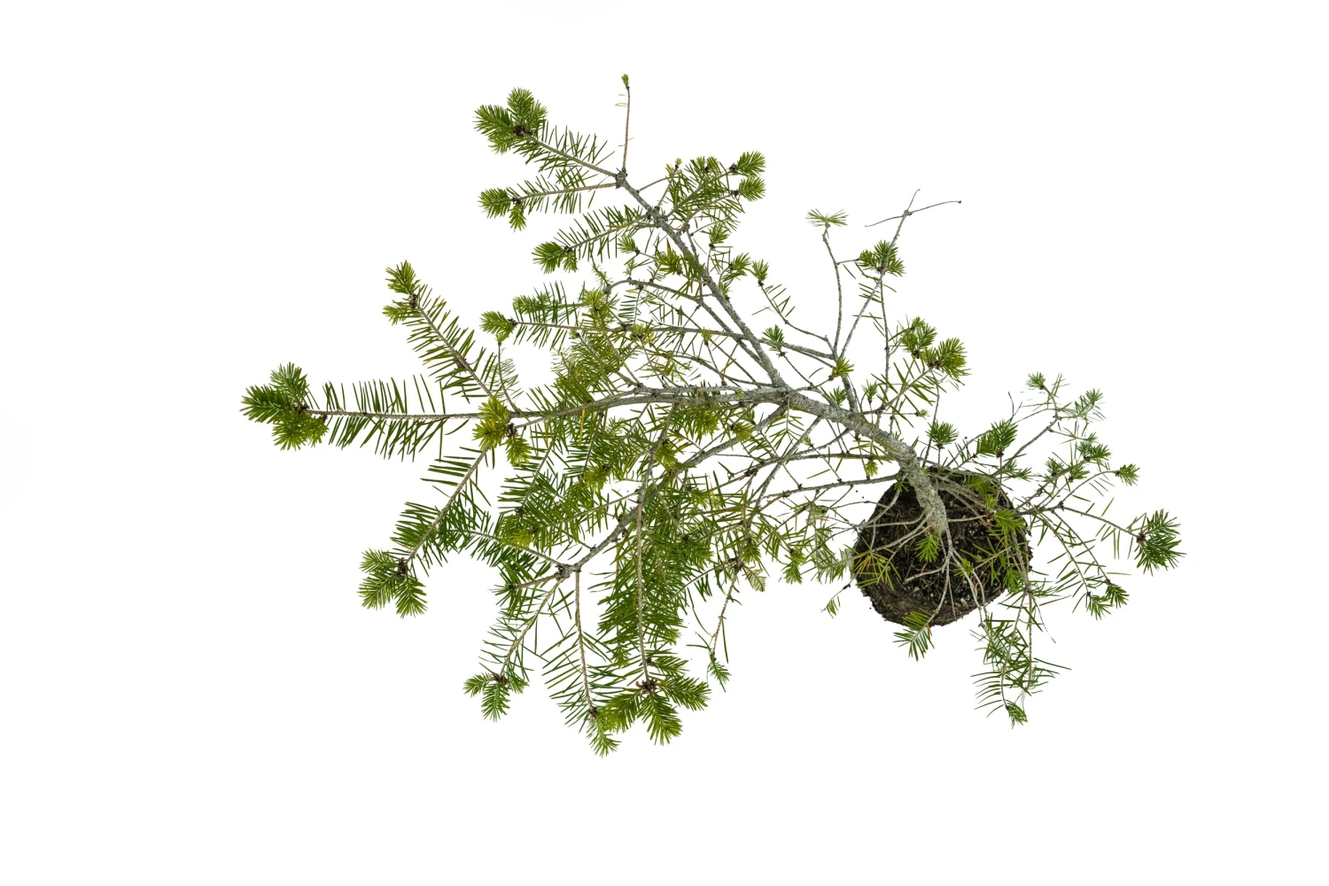 Bonsai Special | Douglas-Fir (C5) 7 Bonsai Special | Douglas-Fir (C5) - Image 7