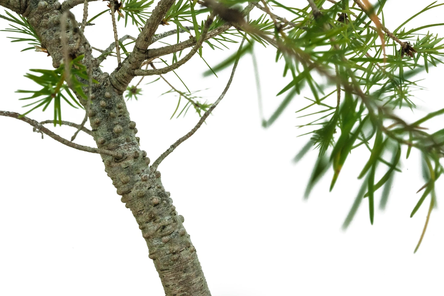 Bonsai Special | Douglas-Fir (C5) 8 Bonsai Special | Douglas-Fir (C5) - Image 8