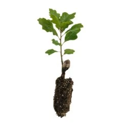 California Black Oak | Medium Tree Seedling