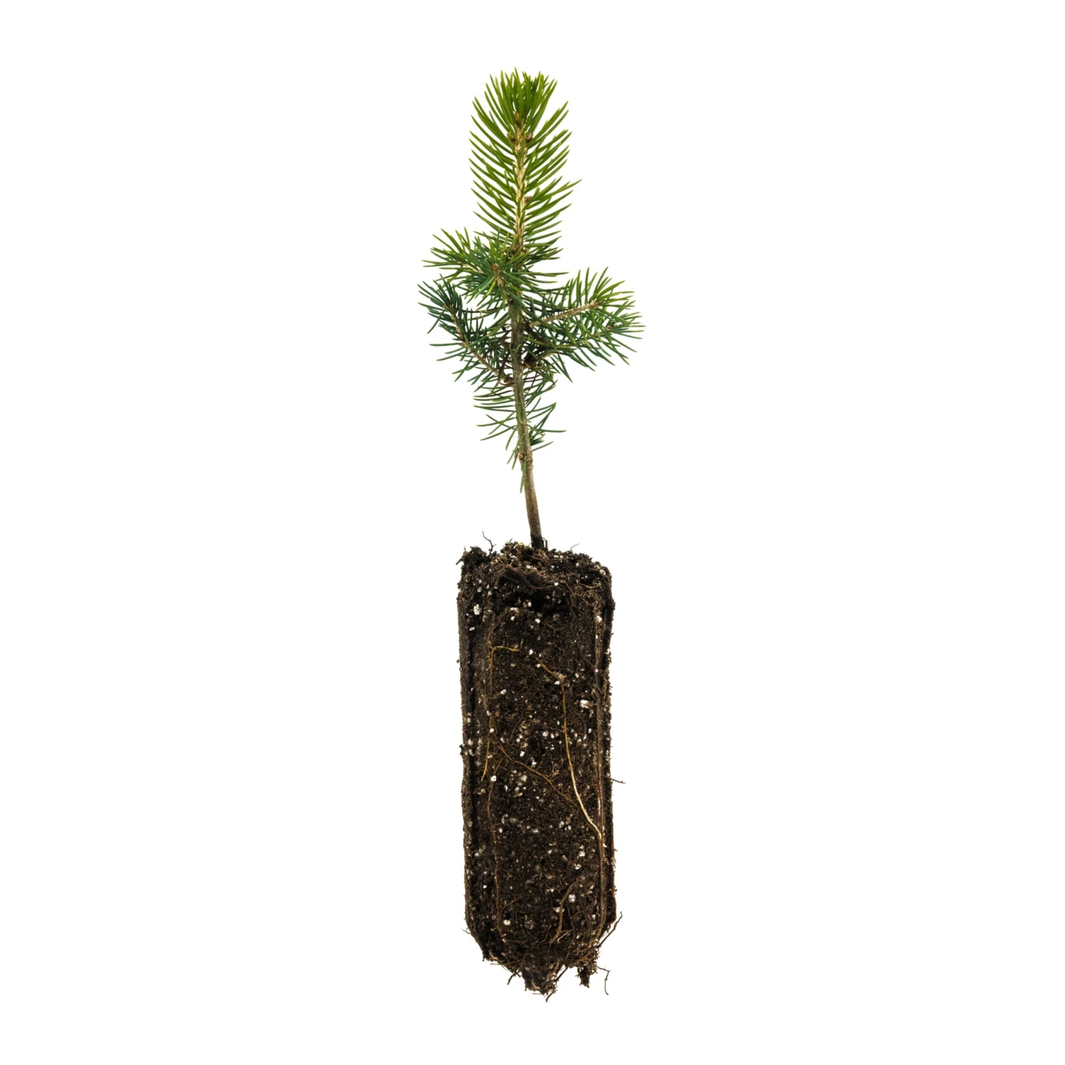Blue Spruce | Medium Tree Seedling 1 Blue Spruce | Medium Tree Seedling
