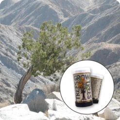 California Juniper | Mini-Grow Kit