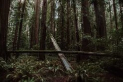 Coast Redwood | Medium Tree Seedling -Evergreen Plants Shop CheathamGrove 1 209c02db f798 4b27 ba0d 1fcadd4f54e1