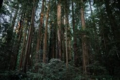 Coast Redwood | Medium Tree Seedling -Evergreen Plants Shop CheathamGrove 2 df994513 9a2c 45b3 ba3e 5a6f537e7f56