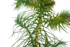China Fir | XL Tree Seedling -Evergreen Plants Shop China Fir XL 3