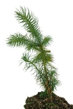 China Fir | XL Tree Seedling -Evergreen Plants Shop China Fir XL 4