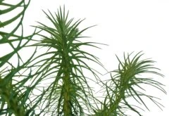 China Fir | XL Tree Seedling -Evergreen Plants Shop China Fir XL 5