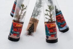 Living Christmas Tree | Giant Sequoia -Evergreen Plants Shop Christmas 36 4