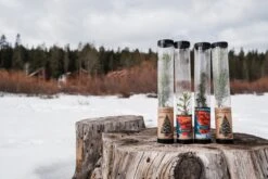 Living Christmas Tree | Giant Sequoia -Evergreen Plants Shop Christmas 37