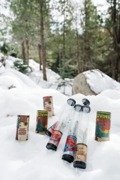 Living Christmas Tree | Giant Sequoia -Evergreen Plants Shop Christmas 46