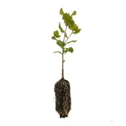 Coast Live Oak | Medium Tree Seedling