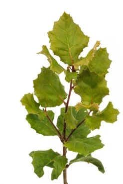 Coast Live Oak | Medium Tree Seedling -Evergreen Plants Shop Coast Live Oak Med 3