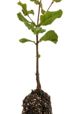 Coast Live Oak | Medium Tree Seedling -Evergreen Plants Shop Coast Live Oak Med 4