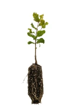 Coast Live Oak | Medium Tree Seedling -Evergreen Plants Shop Coast Live Oak Med 5