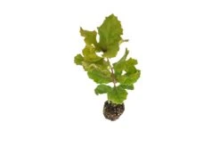 Coast Live Oak | Medium Tree Seedling -Evergreen Plants Shop Coast Live Oak Med 6