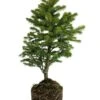 Bonsai Special | Blue Spruce (D7)