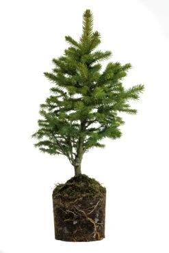 Bonsai Special | Blue Spruce (D7)