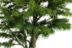 Bonsai Special | Blue Spruce (D7) -Evergreen Plants Shop ColoradoBlueSpruceBonsai 3 31cad9ed a65e 4b28 ad60 820197e8251a