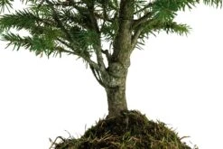 Bonsai Special | Blue Spruce (D7) -Evergreen Plants Shop ColoradoBlueSpruceBonsai 4 d5ec3472 9949 4c13 917b a45a565dc954