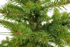 Bonsai Special | Blue Spruce (D7) -Evergreen Plants Shop ColoradoBlueSpruceBonsai 5 6528bfde 251d 4ebe a1e7 a22428b80485