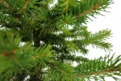 Bonsai Special | Blue Spruce (D7) -Evergreen Plants Shop ColoradoBlueSpruceBonsai 6 4ccdc80d b6a4 4600 9b79 47c6eb6bf810
