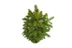 Bonsai Special | Blue Spruce (D7) -Evergreen Plants Shop ColoradoBlueSpruceBonsai 7