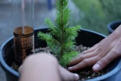 Blue Spruce | Packaged Live Tree -Evergreen Plants Shop ColoradoBlueSprucePCT3