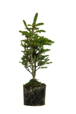 Bonsai Special | Blue Spruce (F6)