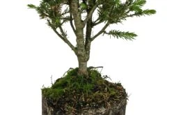 Bonsai Special | Blue Spruce (F6) -Evergreen Plants Shop ColoradoBlueSpruce 2Bonsai 3
