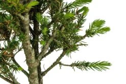 Bonsai Special | Blue Spruce (F6) -Evergreen Plants Shop ColoradoBlueSpruce 2Bonsai 4