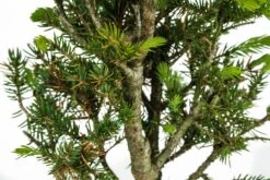Bonsai Special | Blue Spruce (F6) -Evergreen Plants Shop ColoradoBlueSpruce 2Bonsai 5