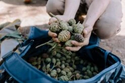 Giant Sequoia | Seed Grow Kit -Evergreen Plants Shop Conehunters 144 eb8fc2e5 8376 4388 9295 45f1e2d8cd2b