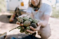 California Redwood | Giant Sequoia | Seed Grow Kit -Evergreen Plants Shop Conehunters 145