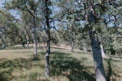 Blue Oak | Large Tree Seedling -Evergreen Plants Shop Conehunters 44 EDIT Small 67086edd b519 4c0a 8c5a d828f885b827