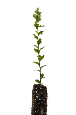 Cork Oak | Medium Tree Seedling -Evergreen Plants Shop CorkOak 4
