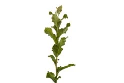 Cork Oak | Medium Tree Seedling -Evergreen Plants Shop CorkOak 5