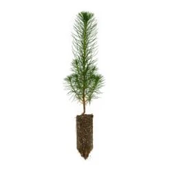 Coulter Pine | Medium Tree Seedling