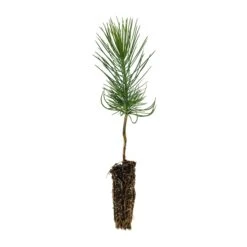 Coulter Pine | Lot Of 30 Tree Seedlings -Evergreen Plants Shop Coulter Pine Small V2 1