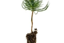 Coulter Pine | Small Tree Seedling -Evergreen Plants Shop Coulter Pine 3