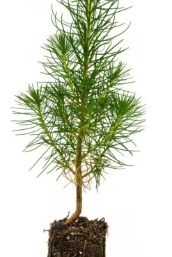 Coulter Pine | Medium Tree Seedling -Evergreen Plants Shop Coulter Pine 3 a3eb10ef ae9f 4add a586 7e16712f7dfa