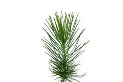 Coulter Pine | Small Tree Seedling -Evergreen Plants Shop Coulter Pine 4