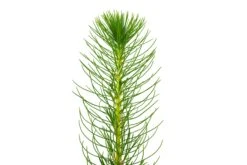 Coulter Pine | Medium Tree Seedling -Evergreen Plants Shop Coulter Pine 4 c71bc5b8 8afd 41b7 a3b6 289e2818401c