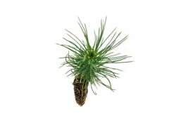 Coulter Pine | Small Tree Seedling -Evergreen Plants Shop Coulter Pine 5