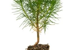 Coulter Pine | Medium Tree Seedling -Evergreen Plants Shop Coulter Pine 5 1d65dd47 f524 4fa6 9eab 3f5d265048e8