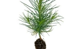 Coulter Pine | Small Tree Seedling -Evergreen Plants Shop Coulter Pine 6