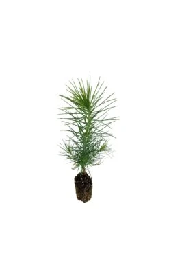 Coulter Pine | Small Tree Seedling -Evergreen Plants Shop Coulter Pine 7