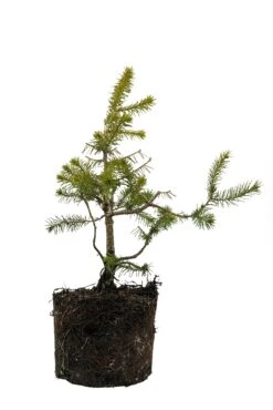 Bonsai Special | Serbian Spruce (D4)