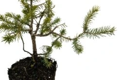 Bonsai Special | Serbian Spruce (D4) -Evergreen Plants Shop D 4SerbianSpruceBonsai 3