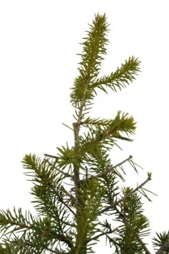 Bonsai Special | Serbian Spruce (D4) -Evergreen Plants Shop D 4SerbianSpruceBonsai 4